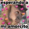 ❤️ Changuitos enamorados 💘 6