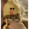 Gatinhos 6