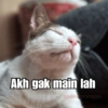 Bobby Kucing Prabowo 🐱 30