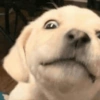 ANIMAIS DEBOCHADOS 😂 11