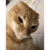 Kucing meme 7