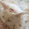 Котята 🔥🔥 7