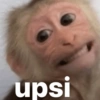 Monkeys 21