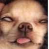 Cachorro meme  14
