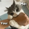 Cat love 5