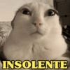 GATOS SENDO GATOS 😸 6