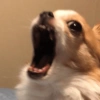 Cachorro meme  7