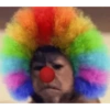 Monitos graciosos🤣 14