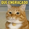 GATOS SENDO GATOS 😸 12