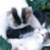 Cats (1/4) 7