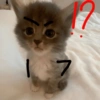Gatitos enojados😡🐱 9
