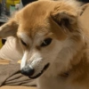 Mix perritos sin palabras  27