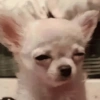 Memes de perros  12