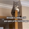 Attitude to dikhaogi hi pom pom jo hai tumhare pas C 4