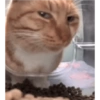 Kucing LUCU BGT 26