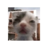 Kucing no context 23
