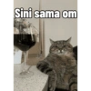 Kucing anomali 9