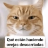 Gatos Pa Contestar🐈⚡ 25