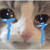 Gatos triste 8