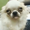 Cachorro meme  6
