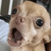 Cachorro meme  8