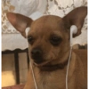 Reacciones mascotas 6