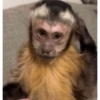 Monkeys 9