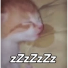 Gatitos Memes😺✨💕9 15