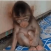 Monkeys 8
