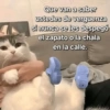 Gatos Pa Contestar🐈⚡ 24