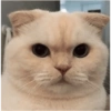 Sukritisbilliii 6