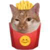 Funny cat memes 18