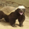 Kedi 12