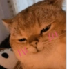 Kucing kata-kata lucu 6