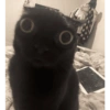 Kucing no context 11