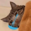 Gatinhos + reações 26