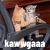 Kedi 14