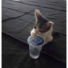 Gatinhos 27