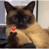 Reações de amor 5