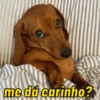 CACHORRO SALSICHA  6