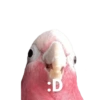 Birds 2.0 4