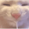 Memes cute 2😎 14