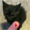 Kucing no context 14