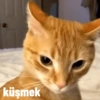 Kedi 9
