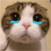 Gatos triste 5