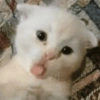 MEME KUCING 🐱 17