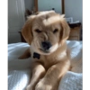 Perritos 🥰 10