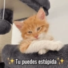 Gatos Pa Contestar🐈⚡ 5