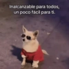 Animales Random 2🌸💥 15