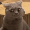 Gatinhos + reações 19